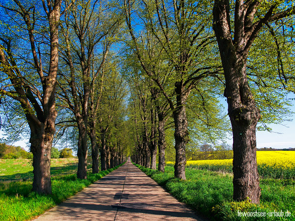 achterland-allee-krummin